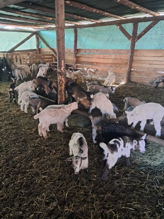 Iezi de vanzare de pasti