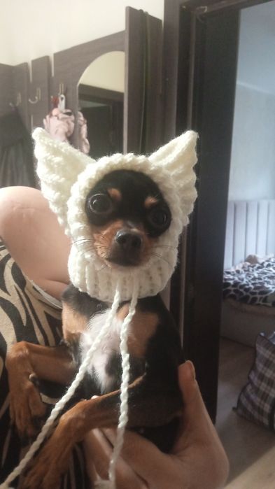 Шапочки для собак