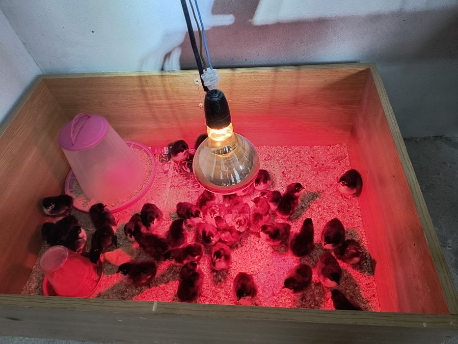 Puișori australorP negru