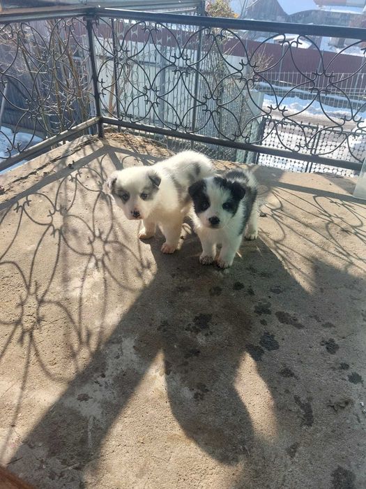 Căței spre adopție