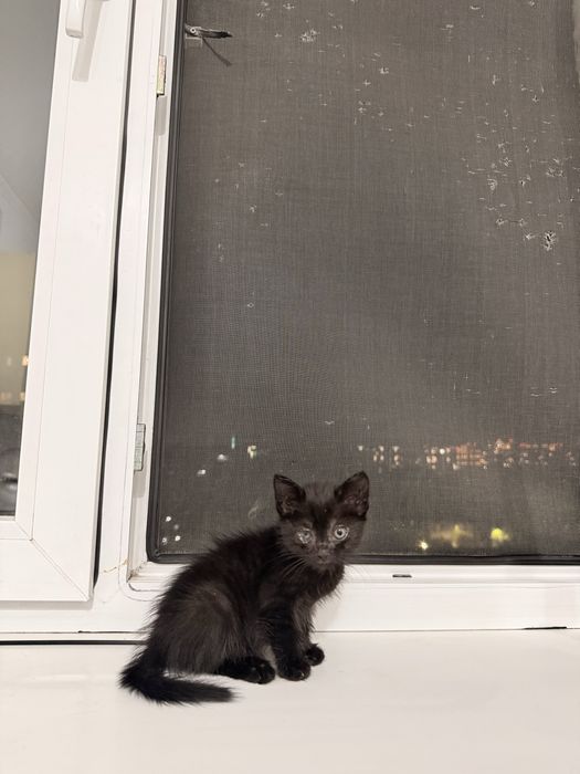 Котенок 1,5 месяца