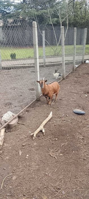 Декоративно Камерунско Козле - Женско