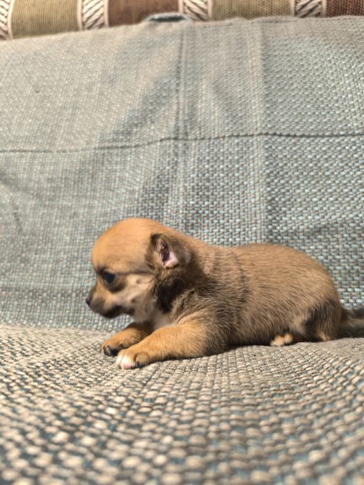 Девочка чихуахуа