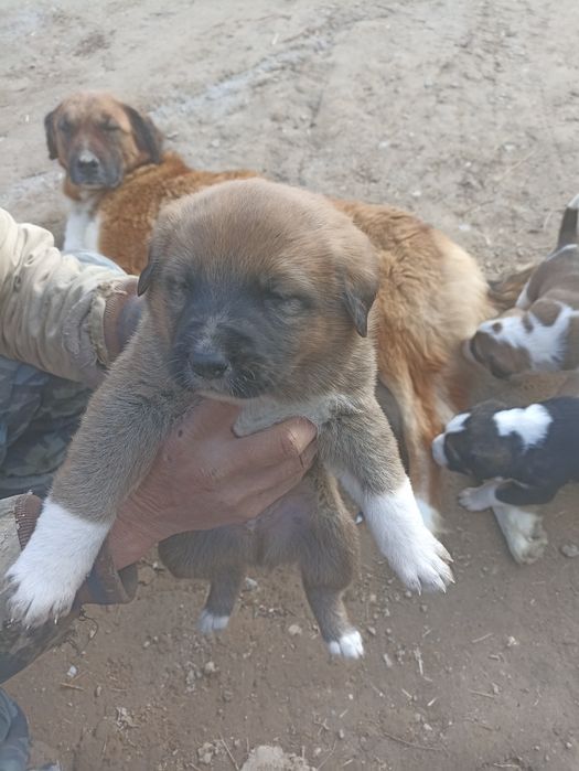 Onasi chupon otasi alabay bir dona modasi qolgan tekin bervoraman