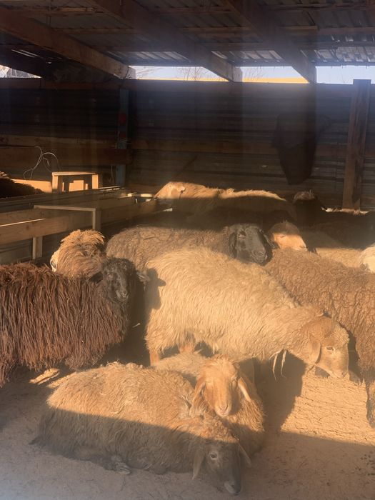 Қой-тоқты,Бараны и овцы