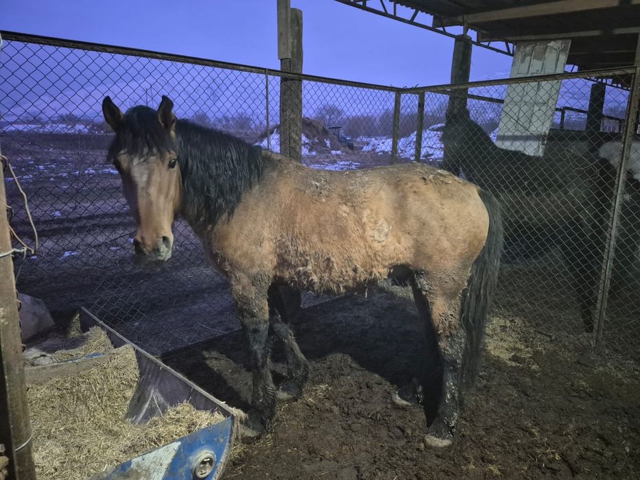 Продам Лошадь откормленный