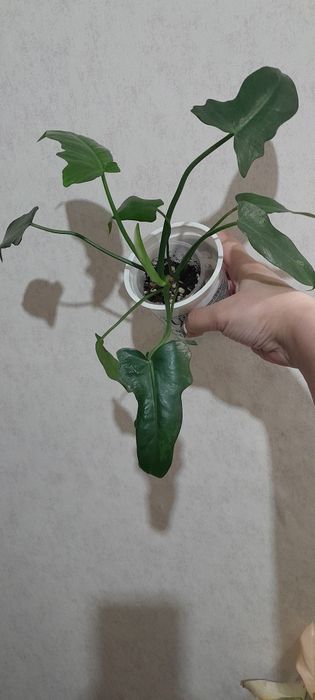 Филодендрон Золотой Дракон