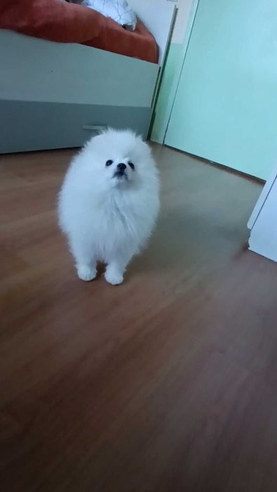 Померани Момчета с Родословие