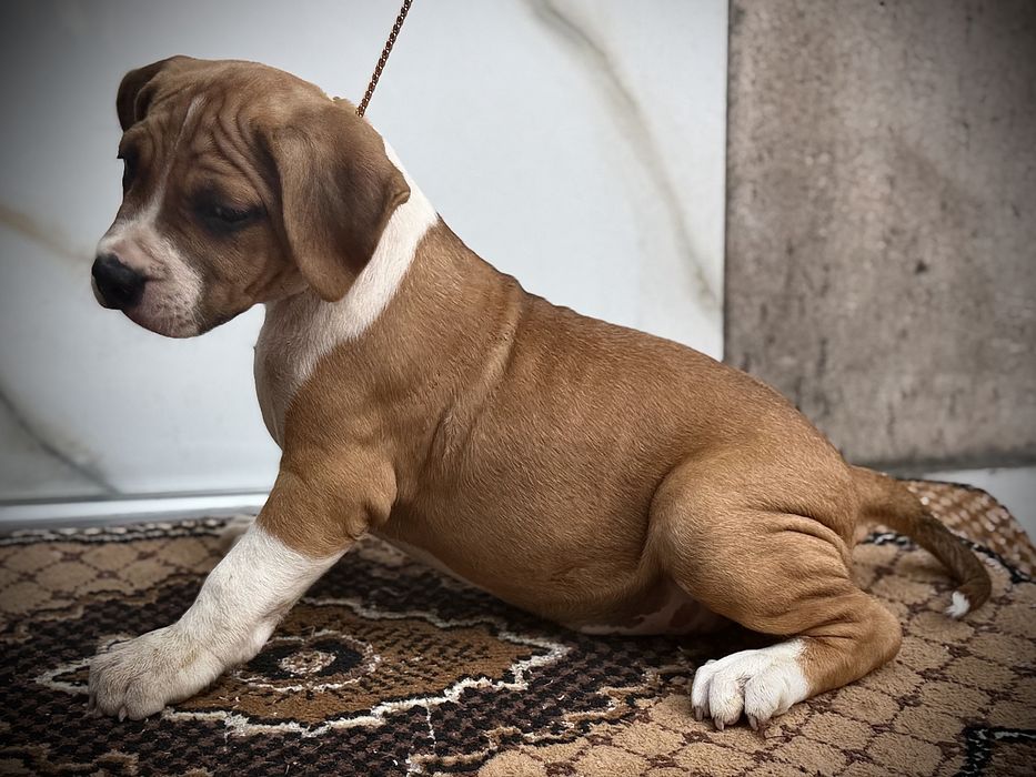 Amstaff rasa pura !