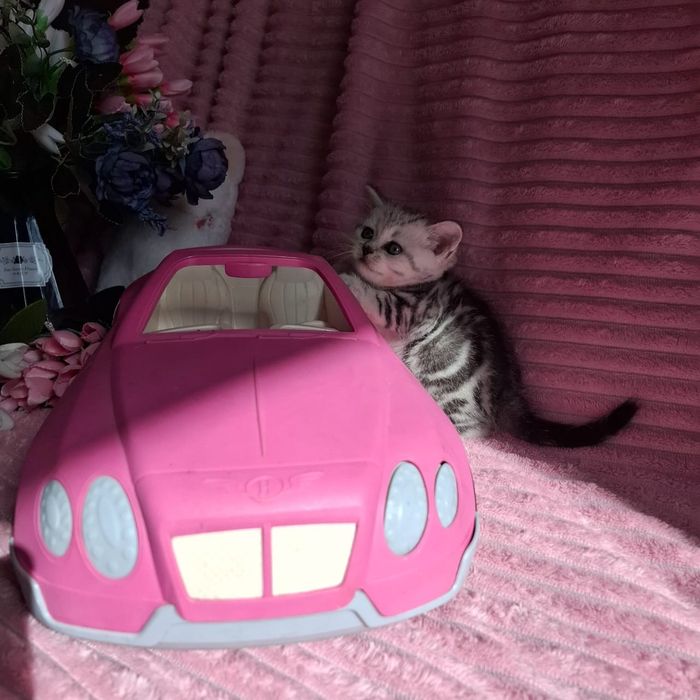 Британские котята