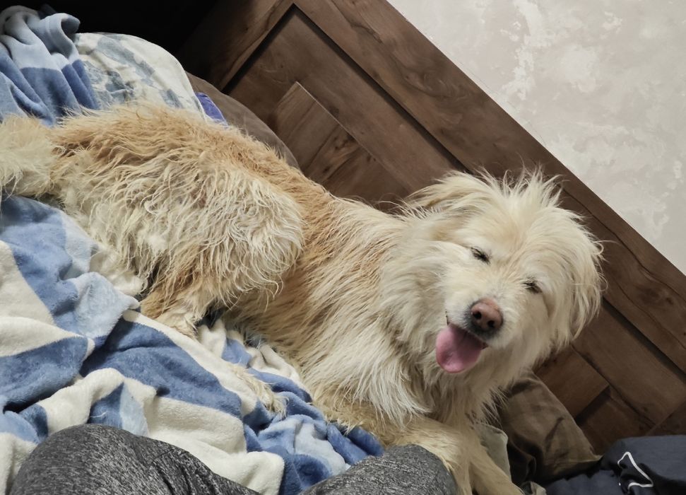 Красивый, добрый пёс ищет дом