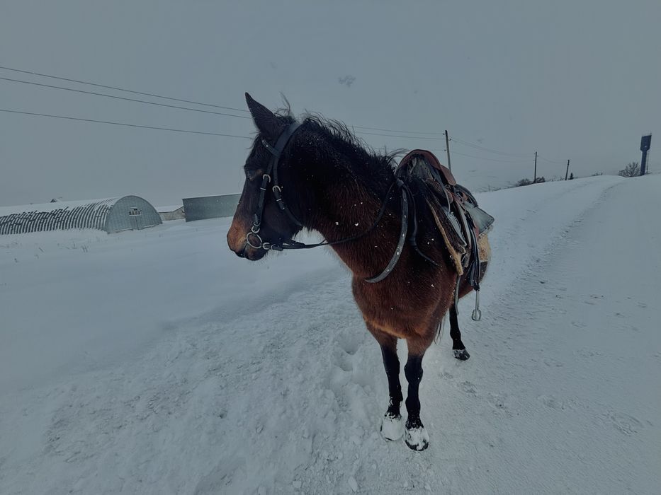 Продаю жеребую кабылу