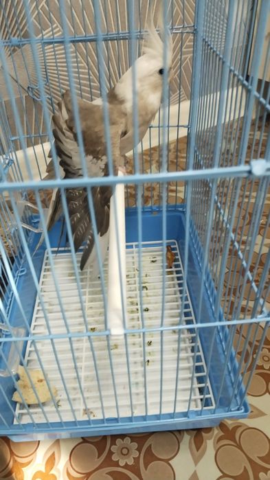 Попугай карелла toʻtiqush qafasi bilan