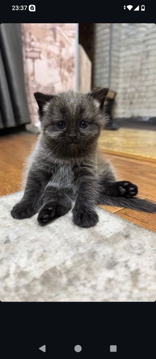 Котята просто очаровательные