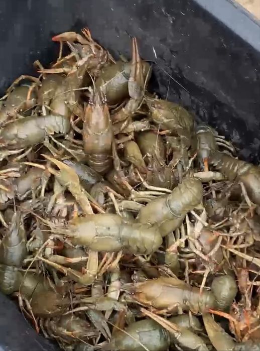Продам раки