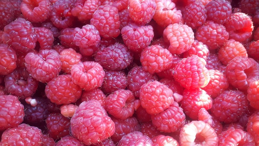 Саженцы малины бабье лето