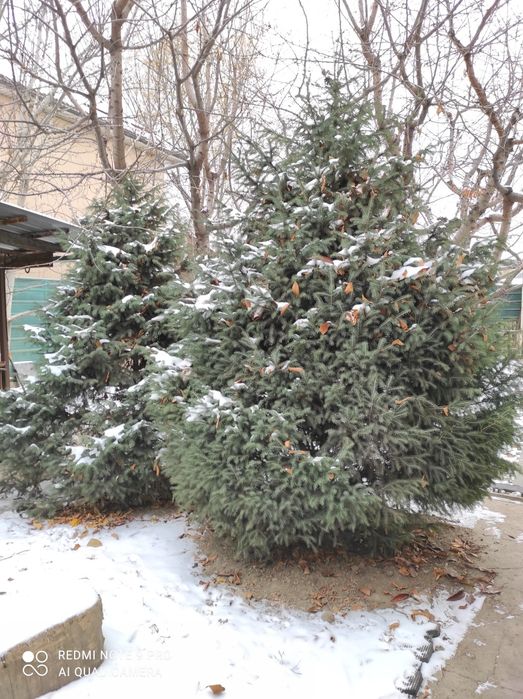 Ель Тянь-Шаньская