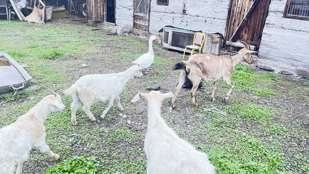 Ешкі лақтарымен