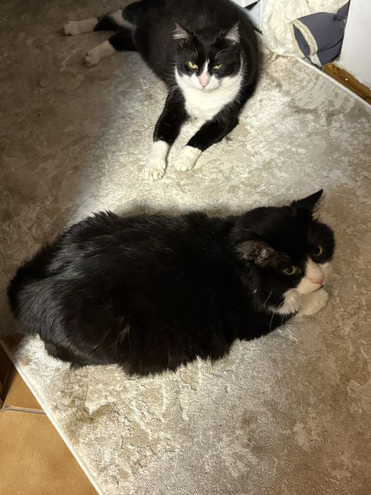 Cazare/Boarding/Pensiune pisici in Popesti-Leordeni