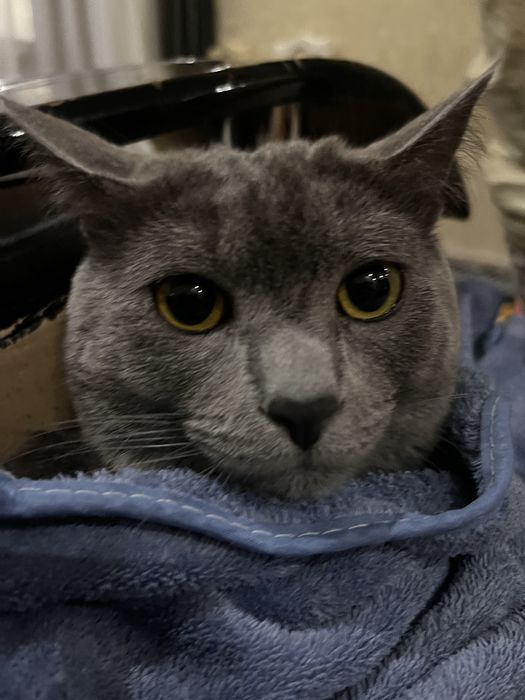 Отдам кота в добрые руки