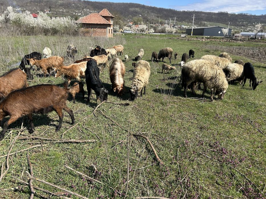 Vand 16 capre si 5 oi