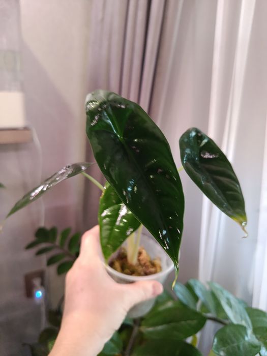 Продам комнатные цветы