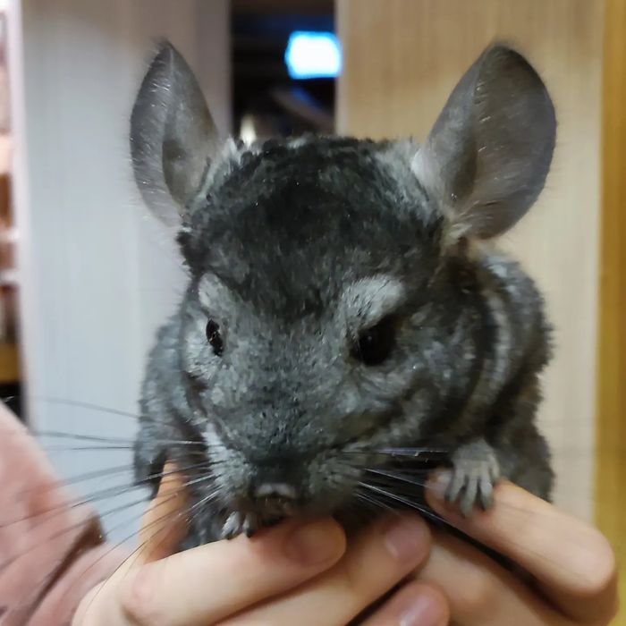 Шиншиллы, мальчики