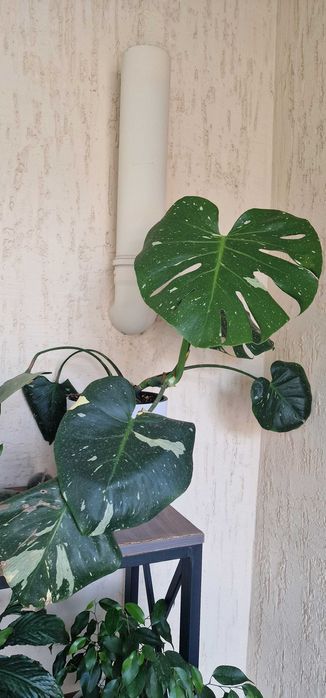 Продам монстера тайское созвездие