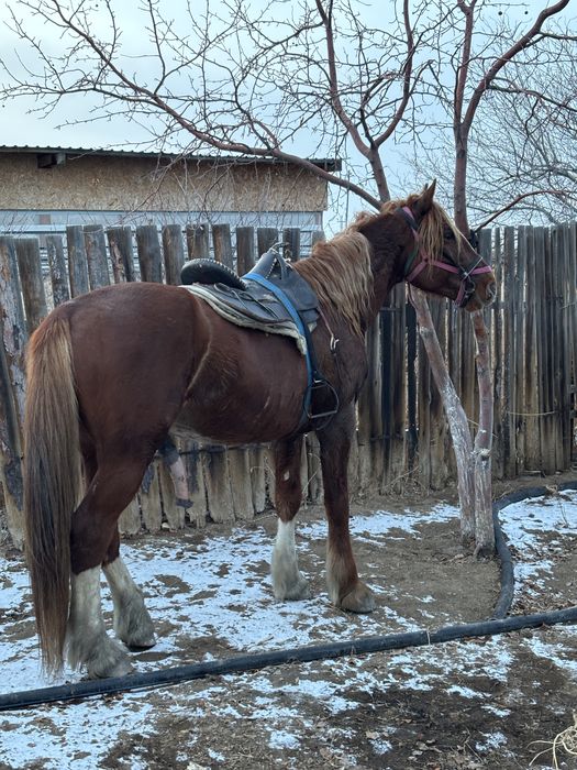 Көкпар Айғыр сатылады!!