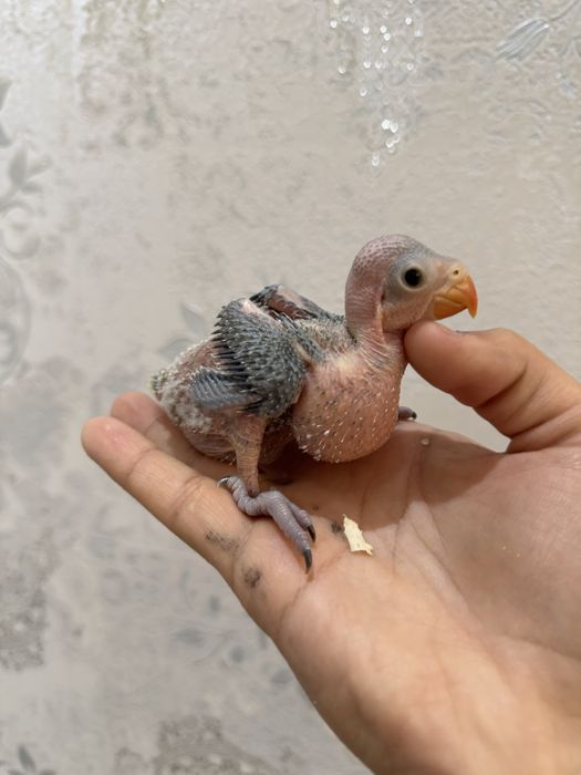 Ожереловый попугай продается