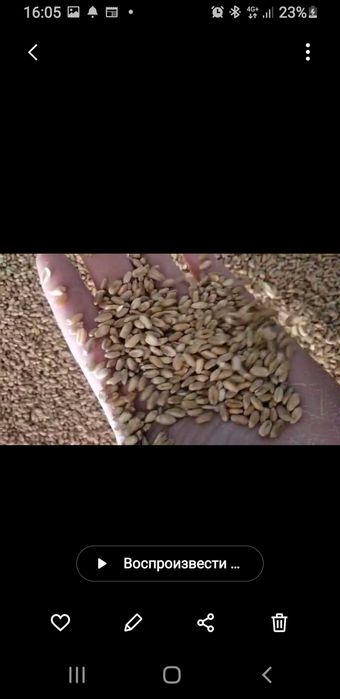 Продам зерно бидай пшеницу