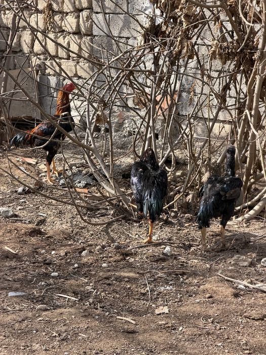 Хурозлар сотилади 4 та 3 таси жужа 11 ойлик битаси 2 йилли кур