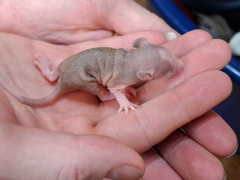 Крысята, лысые, сфинксы