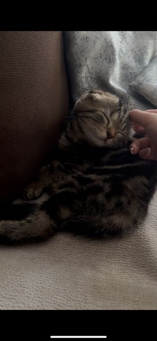 Вислоухий шотландский котенок