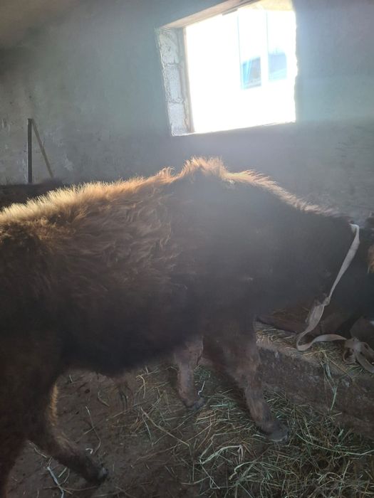 Продается бычки очень хорошие 10-11 месячные