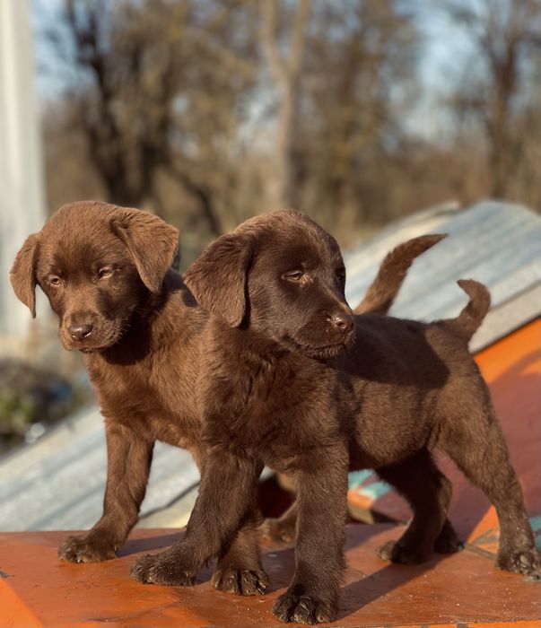 Căței Labrador caută căsuță