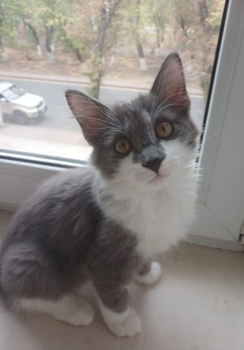 Котенок мальчик.  !