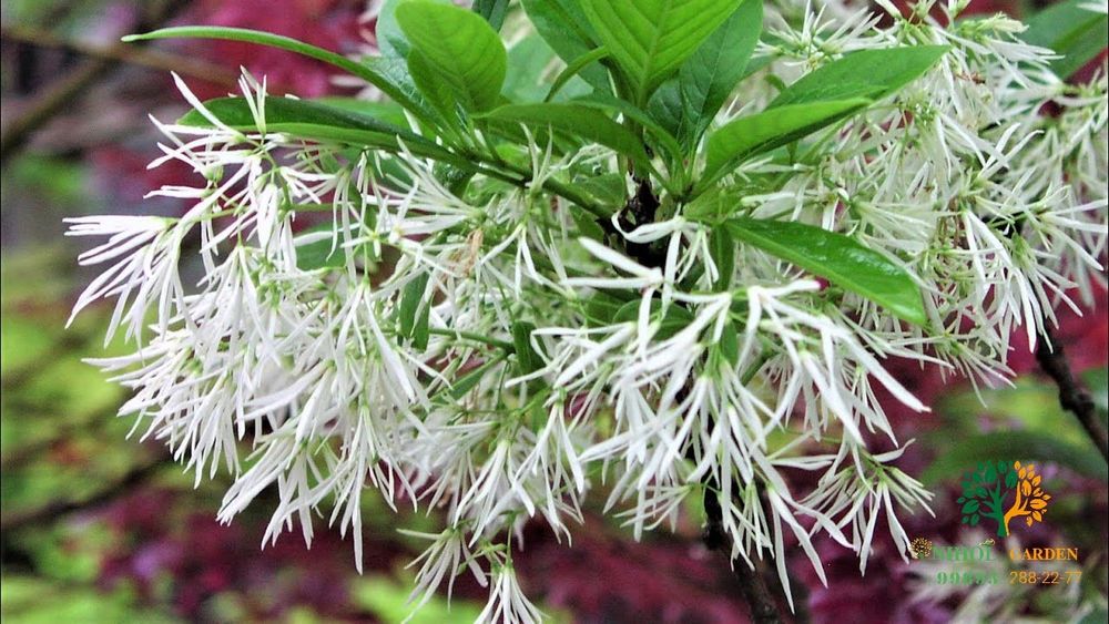 Хитойдан тугридан-тугри биринчи кул кучатлар