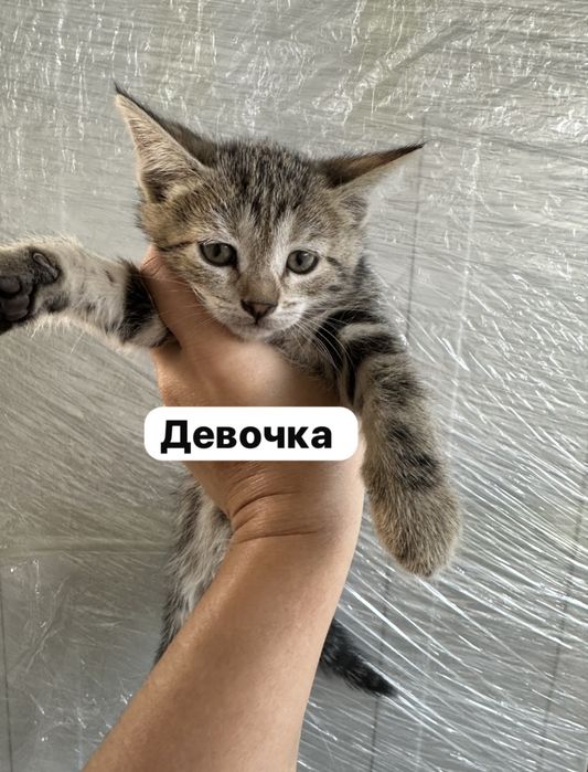 Отдам котят в добрые руки