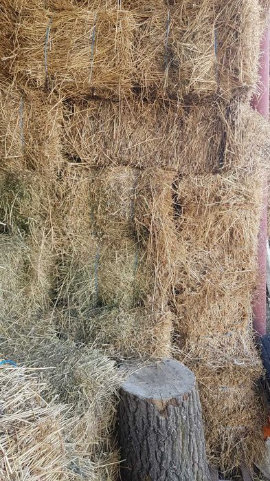 Vand baloti de lucerna coasa 2