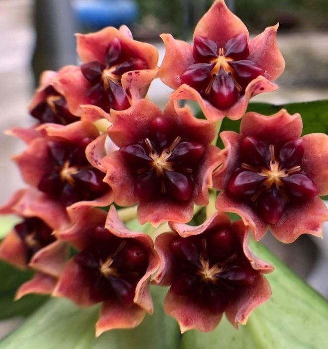 Hoya,  Lacrima Maicii Domnului