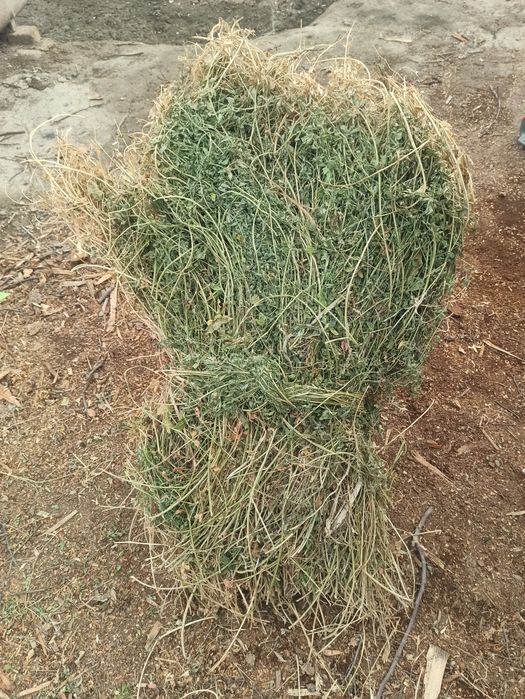 Beda bog' zur ahvolda