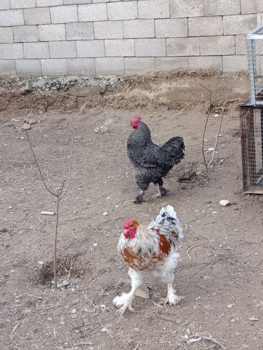 Қораз 8штук         .