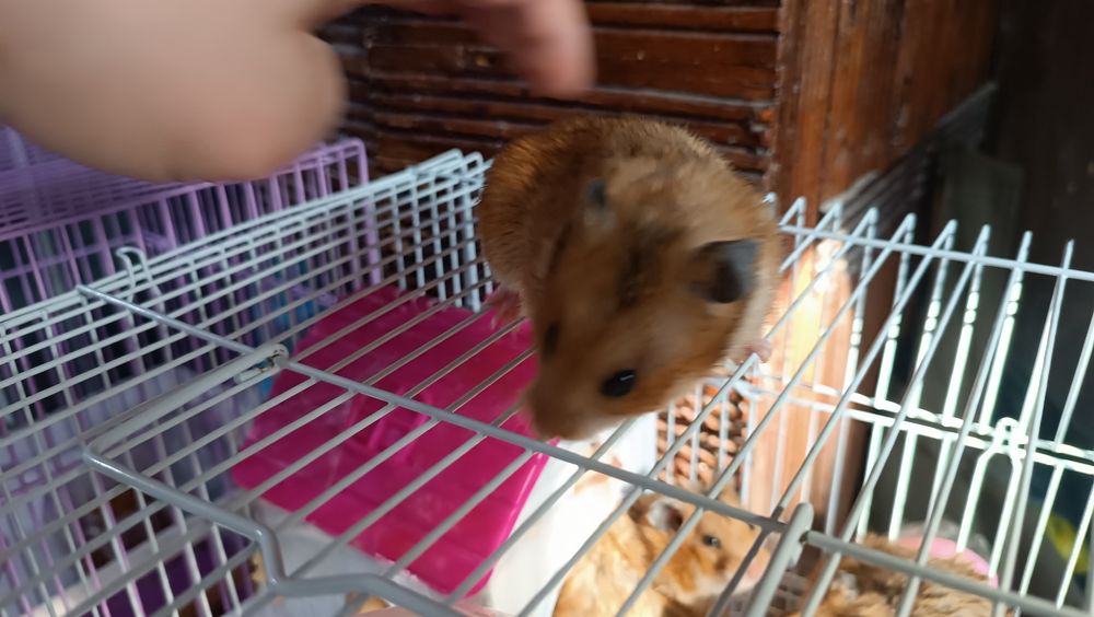 Продаются хомяки