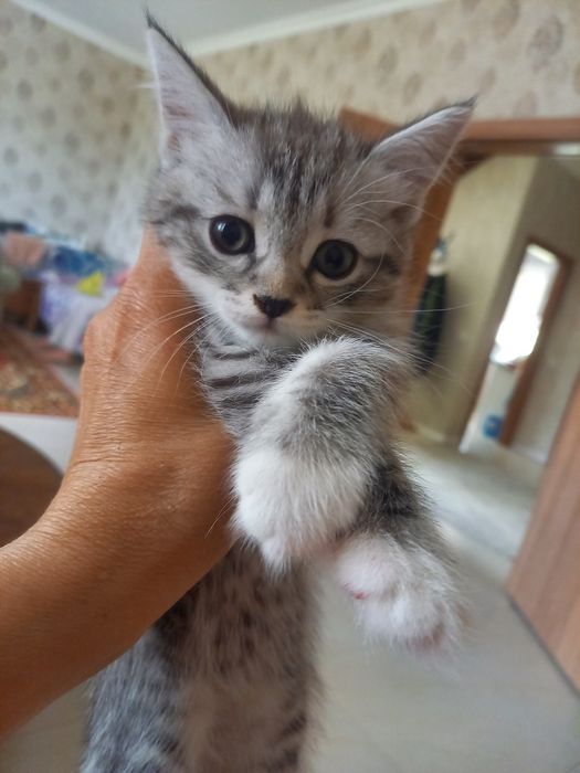 Отдам     котят в добрые руки ответственным