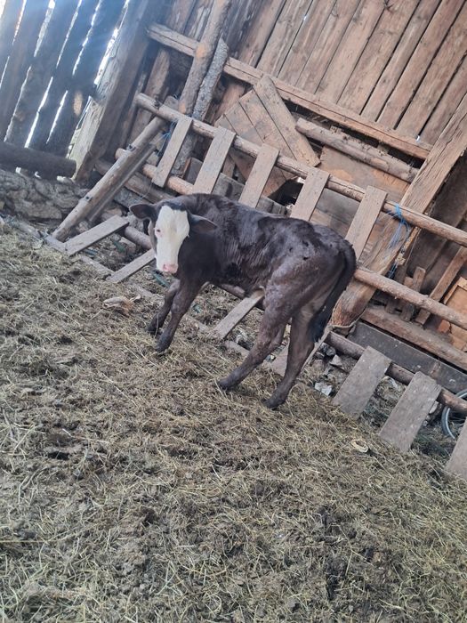 Vând juninca de 3 anii gestanta an 8 lunii .vitea de 2 lunii