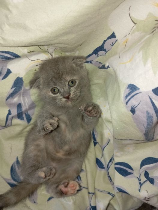 Мушуклар сотилади