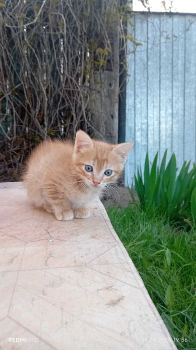Кошечка трехцветная
