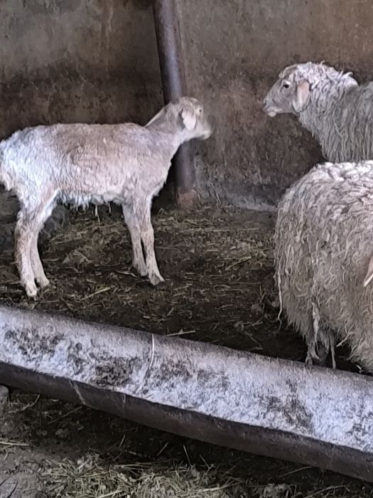 Семіз тоқты,қойлар сатылады