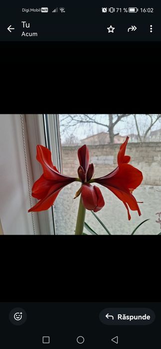 Crin Imperial, culoarea rosu.